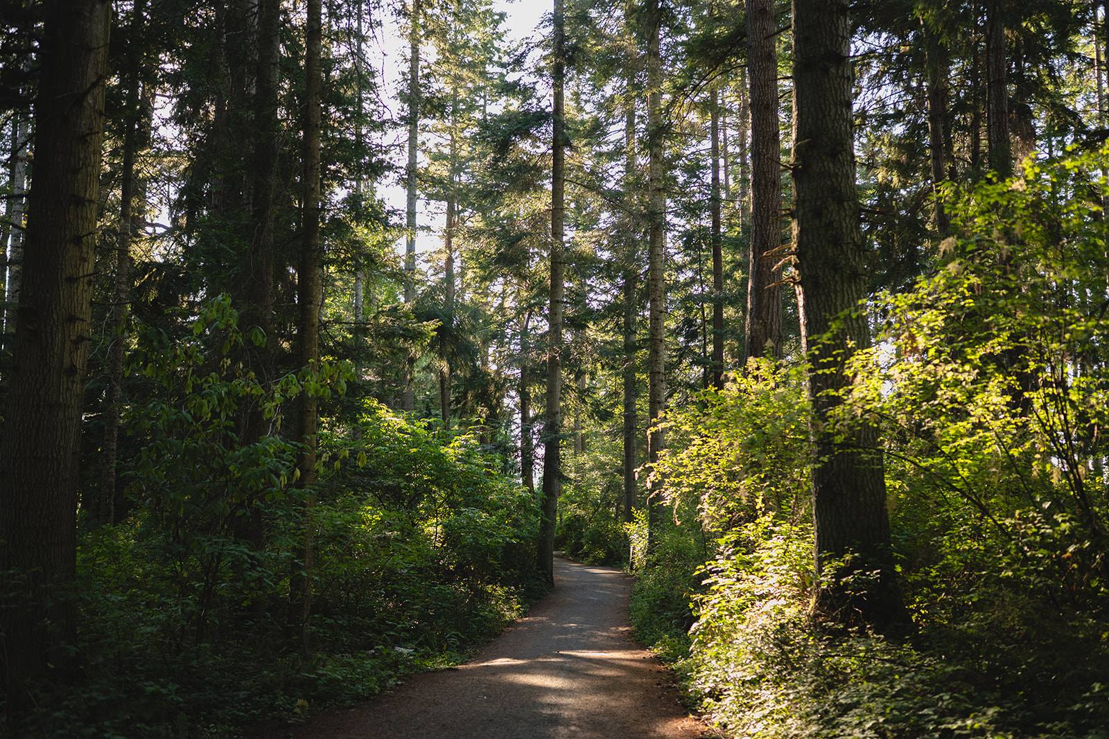 A quiet forest path opening into old-growth cedar and fir