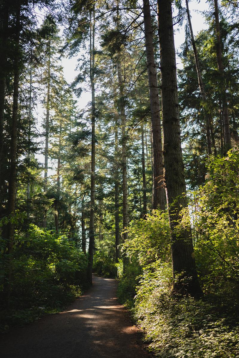 Sunlight falling across a trail through tall coastal firs